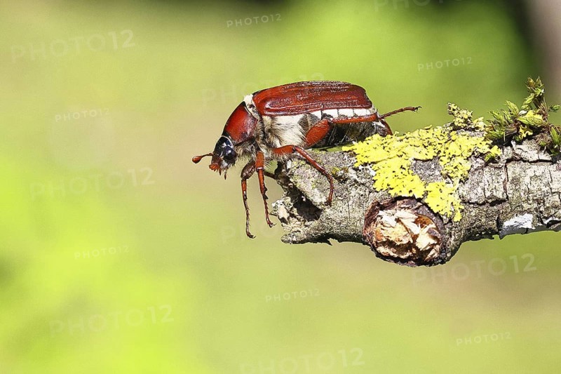 May beetle, wood cockchafer (Melolontha hippocastani), female, on a branch covered with lichen, close-up, Wilnsdorf, North Rhine-Westphalia, Germany