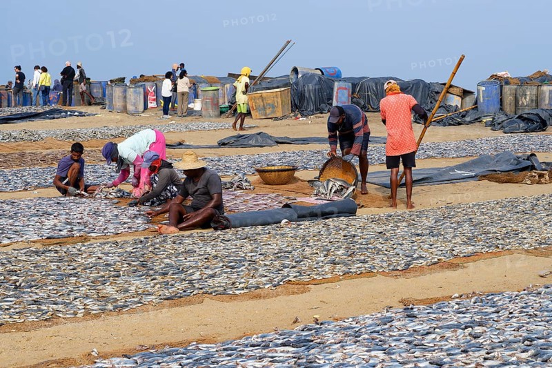 Fishermen spreading fish to dry, Negombo, Sri Lanka