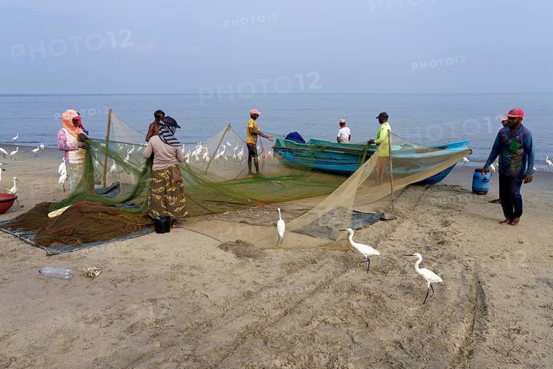 Fishermen cleaning their fishnets surrounded by little egrets on the beach, Negombo, Sri Lanka