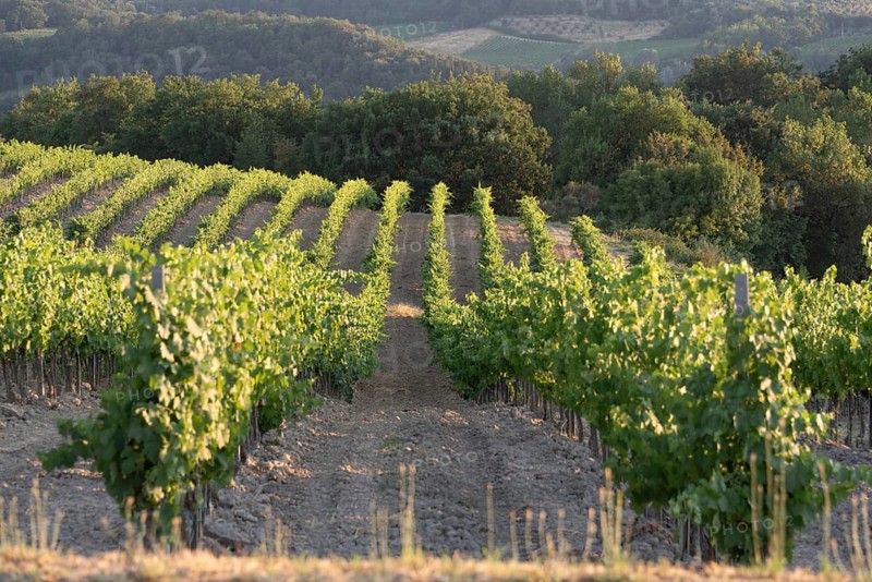 Rows of young vines, San Gimignano, Tuscany, Italy