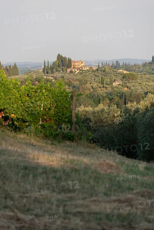 Tuscan country house perched on a hill surrounded by cypresses, olive groves and vineyards, San Gimignano, Tuscany, Italy