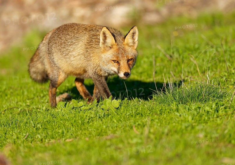 Red fox (Vulpes vulpes) in the early morning light in a meadow Sierra de San Pedro, Extremadura, Spain