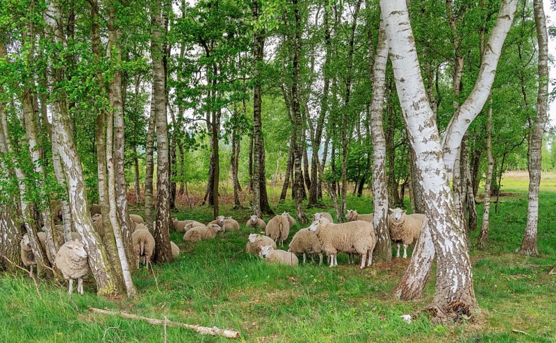 Flock of sheep in the birch forest in the moor near Hille Germany