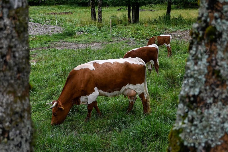 Red and white spotted dairy cows grazing on a lush green meadow in Zgornje Jezersko, Gorenjska region (Upper Carniola), Slovenia