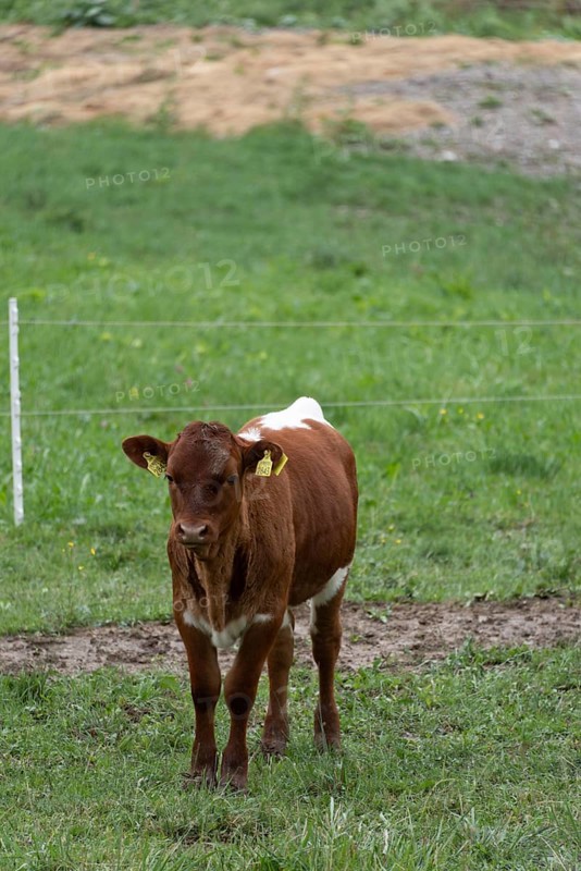 Calf standing in the pasture, looking directly into the camera, Zgornje Jezersko, Gorenjska, Slovenia