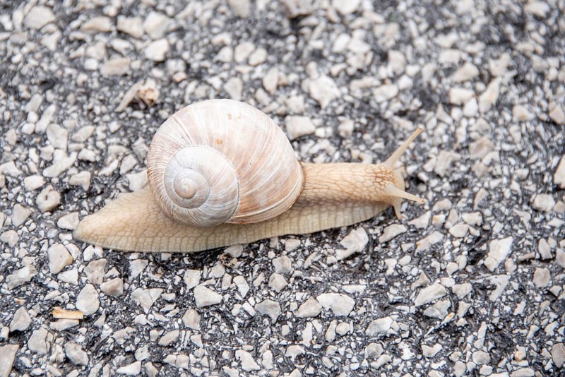 Close-up of a snail on asphalt with grey shell, Zgornje Jezersko, Gorenjska, Slovenia
