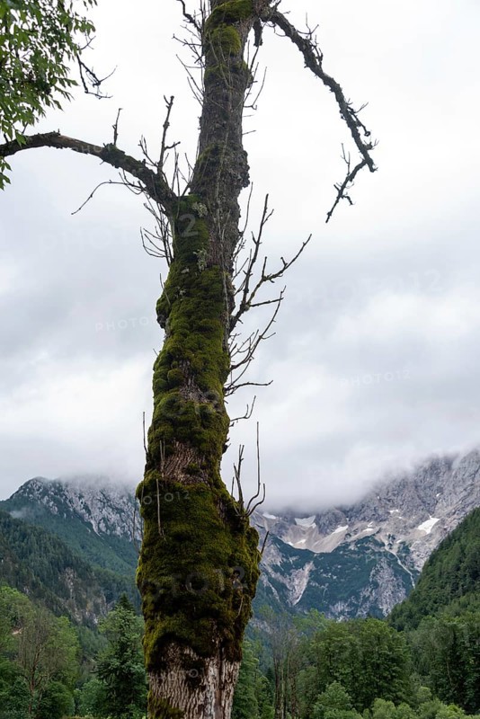 Mossy tree in front of misty mountains and cloudy sky, Zgornje Jezersko, Gorenjska, Slovenia