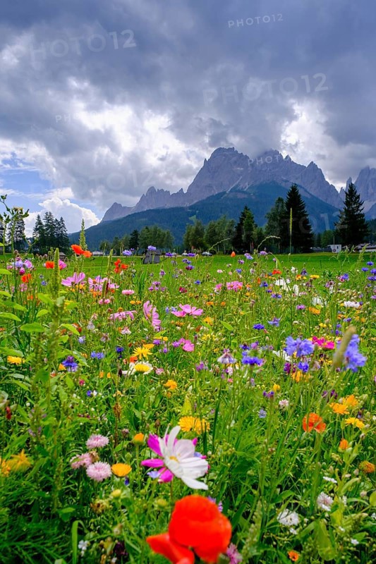 Wildflower meadow, in front of the Sesto Dolomites, Sesto Sundial, Sesto, Dolomites, Val Pusteria, South Tyrol, Italy
