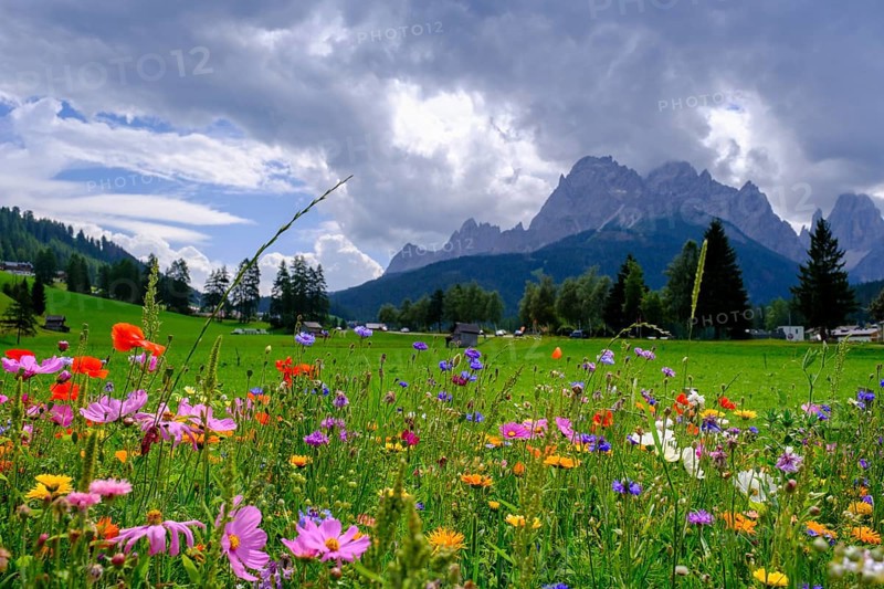 Wildflower meadow, in front of the Sesto Dolomites, Sesto Sundial, Sesto, Dolomites, Val Pusteria, South Tyrol, Italy