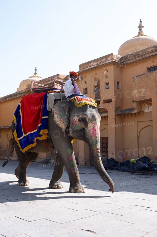 Indian mahout on colourfully painted elephant in the Amber Fort or fortress, Jaipur, Rajasthan, India