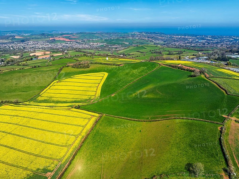 Rapeseed fields and Farms over Devon Windmill from a drone, Torquay, Devon, England, United Kingdom
