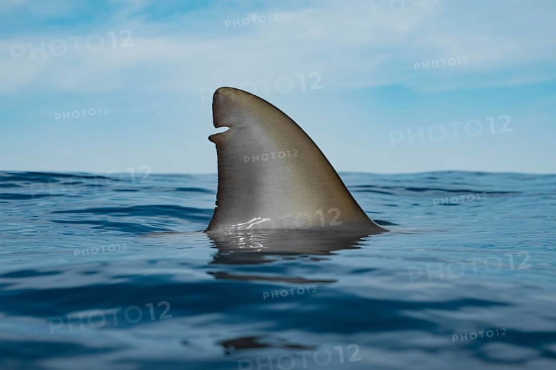 Shark fin breaking ocean surface. Generative ai, AI generated