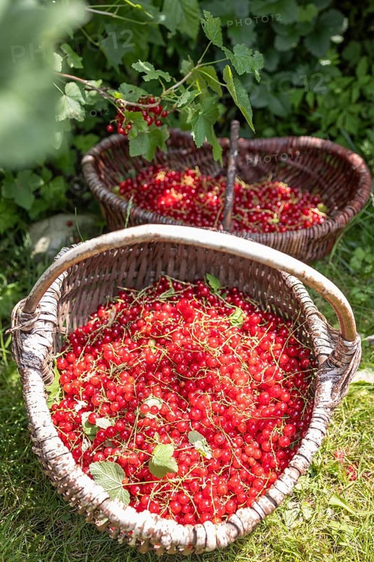 Two baskets of redcurrants or currants, Ribes Rubum, Upper Bavaria, Bavaria, Germany