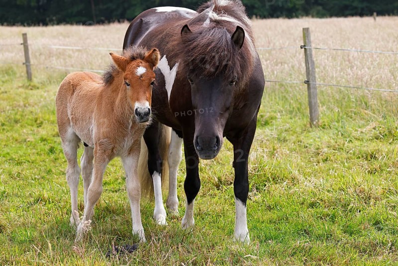 Icelandic horses (Equus islandicus), foal and mare in a meadow, colt, Tierkind, Schleswig-Holstein, Germany