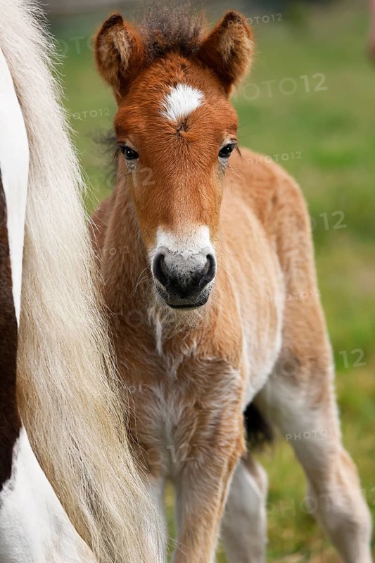 Young Icelandic stallion (Equus islandicus), foal in a meadow, colt, male, animal child, Schleswig-Holstein, Germany