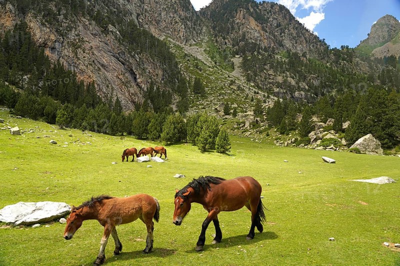 Horses grazing in the Aigüestortes i Estany de Sant Maurici National Park, Catalonia, Spain