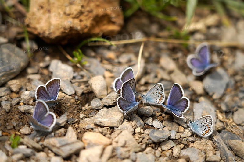 Blues in the Bujaruelo Valley or Valle de Bujaruelo near Torla-Ordesa, Spain