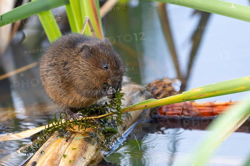Water vole (Arvicola amphibius) adult animal feeding on pond weed in a reedbed, England, United Kingdom