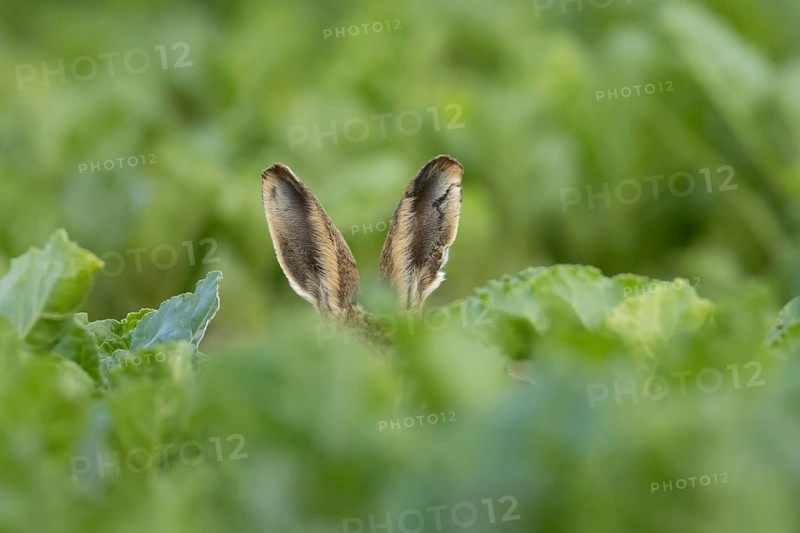 European brown hare (Lepus europaeus) adult animal in a farmland sugar beet crop in summer, England, United Kingdom