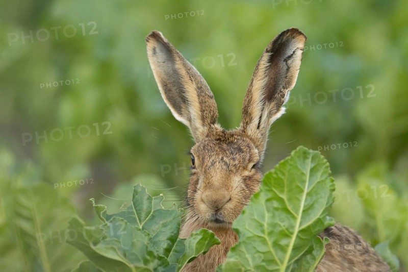 European brown hare (Lepus europaeus) adult animal in a farmland sugar beet field, England, United Kingdom