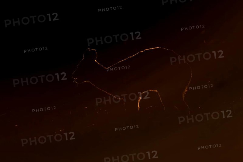 Chinese water deer (Hydropotes inermis) adult animal rim lit with backlighting at sunset standing in a field, England, United Kingdom