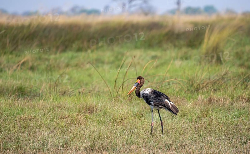 Saddle-billed stork (Ephippiorhynchus senegalensis), Okavango Delta, Moremi Game Reserve, Botswana