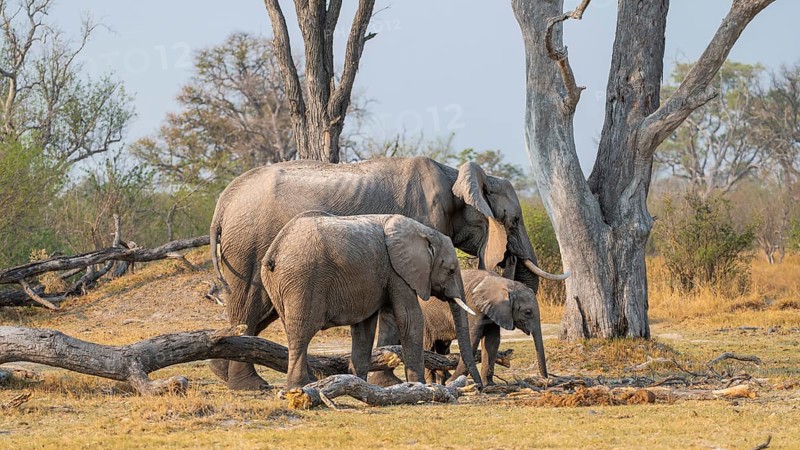 African elephant (Loxodonta africana), mother and young looking for food, Okavango Delta, Moremi Game Reserve, Botswana