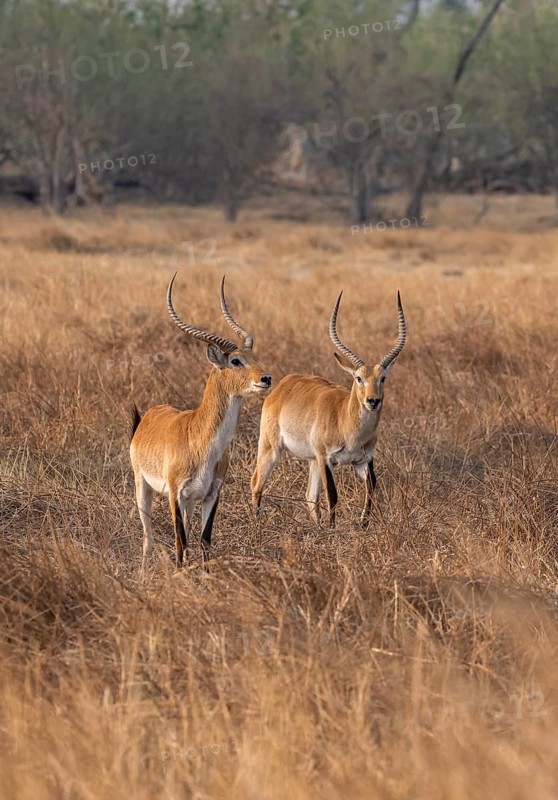 Letschwe or lychee moor antelope (Kobus leche), two animals in dry grass in the evening light, Okavango Delta, Moremi Game Reserve, Botswana