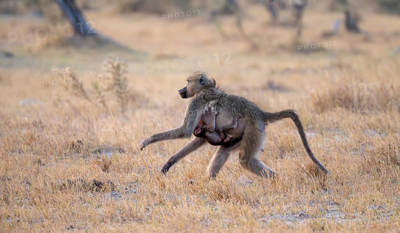 Bear baboon (Papio ursinus) young clinging to the mother's belly, running, Third Bridge, Okavango Delta, Moremi Game Reserve, Botswana