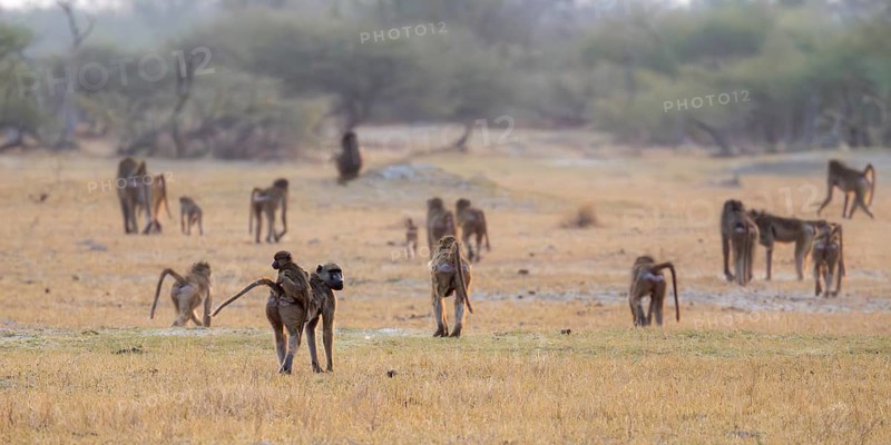 Bear baboons (Papio ursinus) group in dry grass, Third Bridge, Okavango Delta, Moremi Game Reserve, Botswana