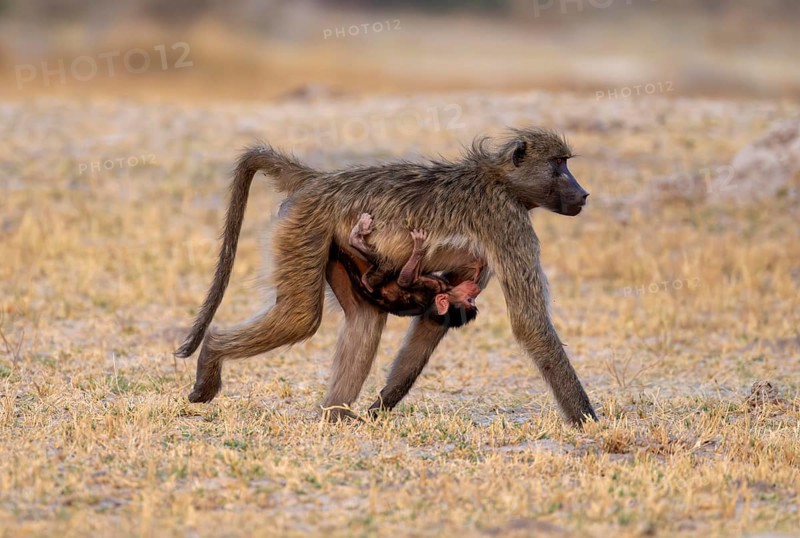 Bear baboons (Papio ursinus) mother suckling young, Third Bridge, Okavango Delta, Moremi Game Reserve, Botswana