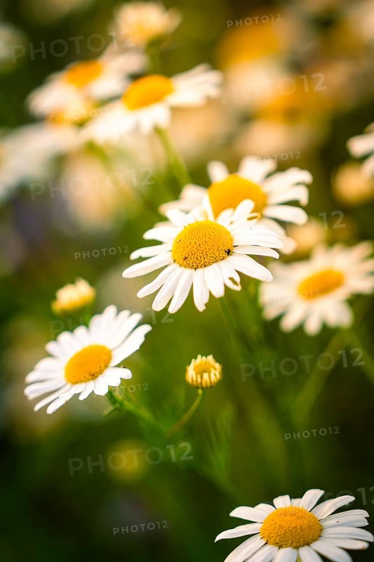 Daisies in full bloom, shining in warm sunlight, Gechingen, Landkeis Calw, Germany