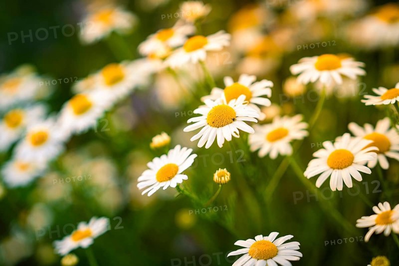 Close-up of blooming white daisies in a summer meadow, Gechingen, Landkeis Calw, Germany