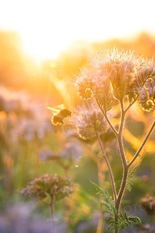 A bee hovers over a flower in the soft light of the sun, Gechingen, Landkeis Calw, Germany