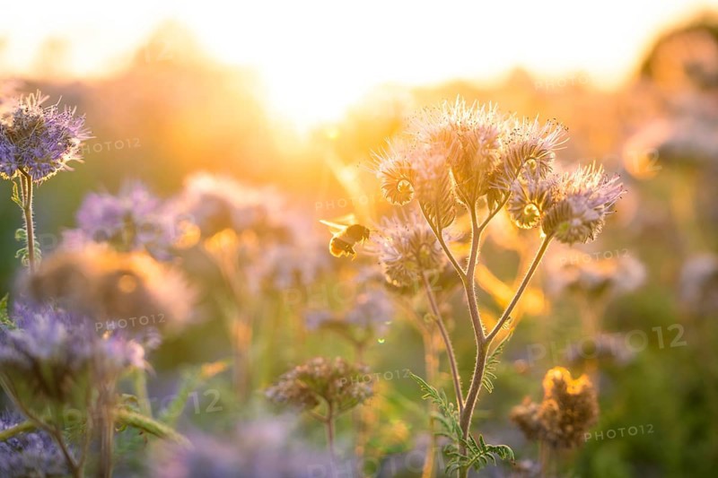 A bee flies over flowers in the golden evening sun, Gechingen, Landkeis Calw, Germany