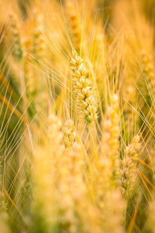 Fresh ears of wheat in the golden light, symbol of harvest time, Gechingen, Landkeis Calw, Germany
