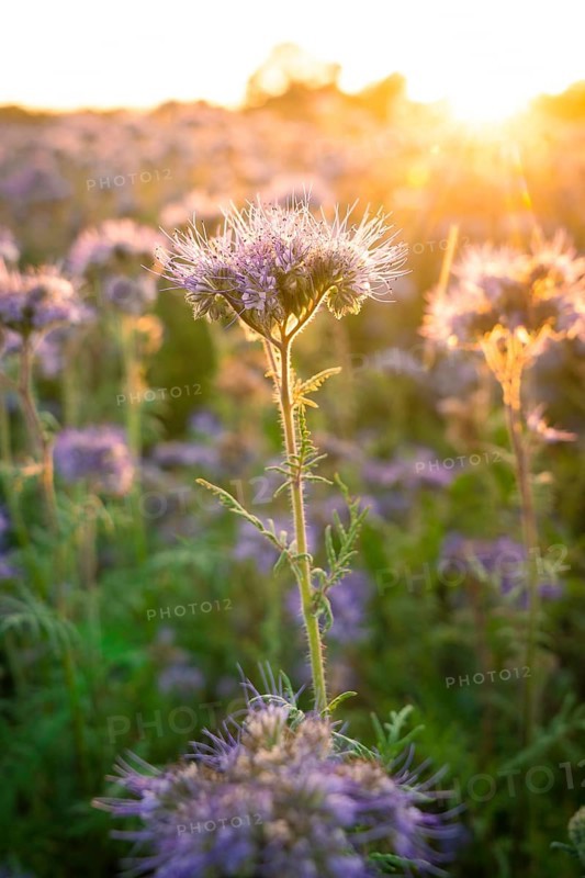 Single purple flower in the foreground, warm evening mood, Gechingen, Landkeis Calw, Germany