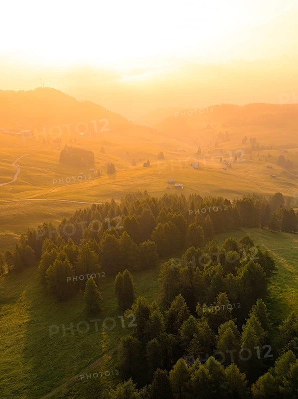 Hilly landscape in early sunlight with densely overgrown rows of trees, Alpe di Siusi, Dolomites, South Tyrol, Italy