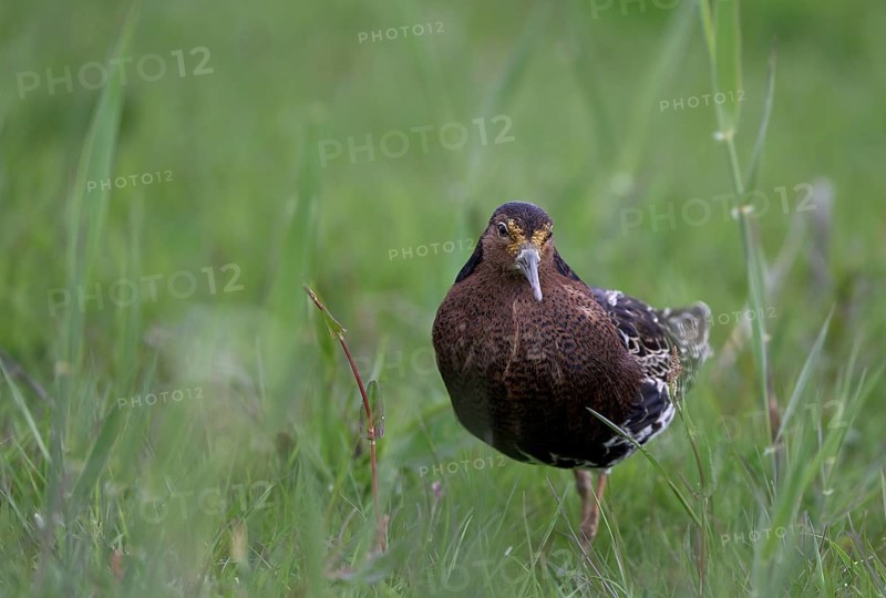 Ruff (Philomachus pugnax) in a meadow, Texel, North Holland, Netherlands