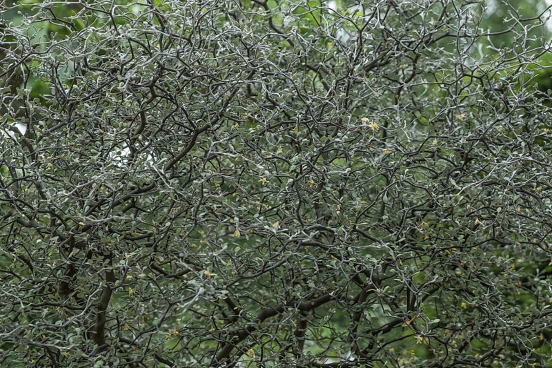 Zigzag shrub (Corokia cotoneaster), close-up, Münsterland, North Rhine-Westphalia, Germany