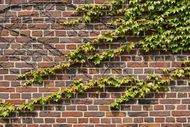 Brick wall overgrown with wild vines emphasising the natural architecture, Münsterland, North Rhine-Westphalia, Germany