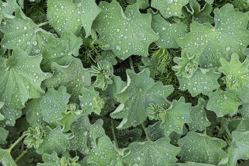 Lady's mantle (Alchemilla mollis) with raindrops, Lower Rhine, North Rhine-Westphalia, Germany