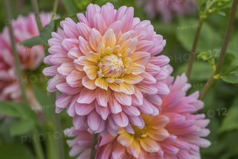 Dahlia (Dahlia), Münsterland, North Rhine-Westphalia, Germany