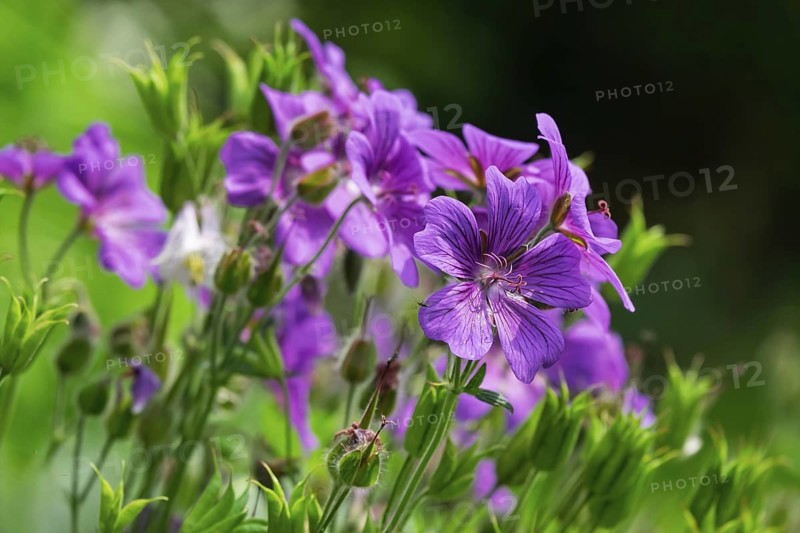 Cranesbill (Geranium), Münsterland, North Rhine-Westphalia, Germany
