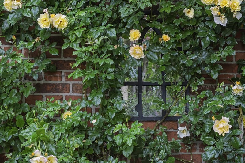 Rose (Rosa sp.), climbing rose in yellow on a brick facade, North Rhine-Westphalia, Germany