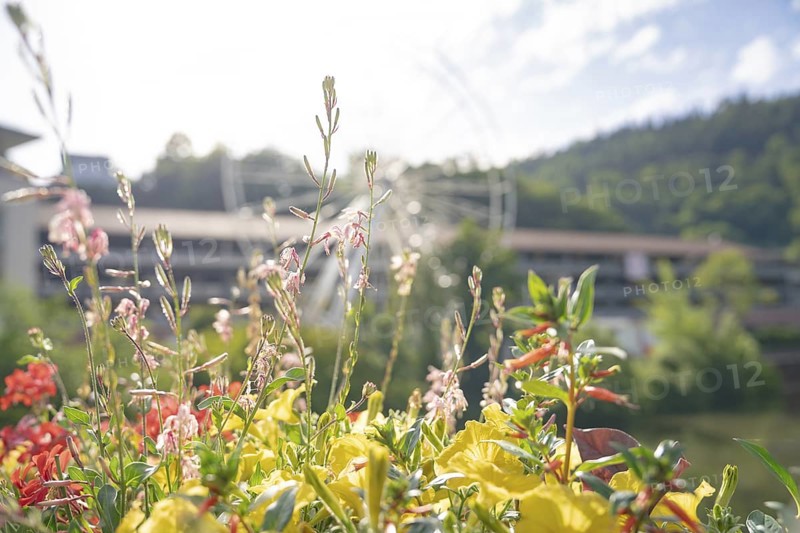 Flowers with Ferris wheel in the background on a bright summer day, Ferris wheel construction for the 950th anniversary of the city of Calw, Black Forest, Germany