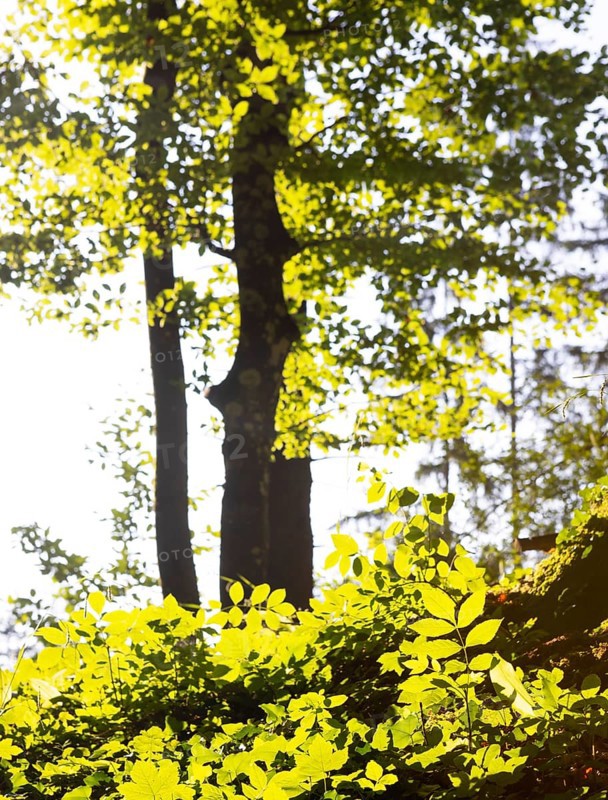 Hornbeam, Carpinus betulus, beech forest with green leaves in the sun, Upper Austria, Austria