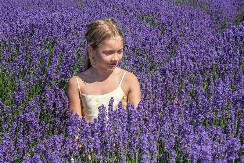 Blonde girl, 9 years old, picking blooming lavender in Köpingebro, Ystad Municipality, Skåne County, Sweden, Scandinavia