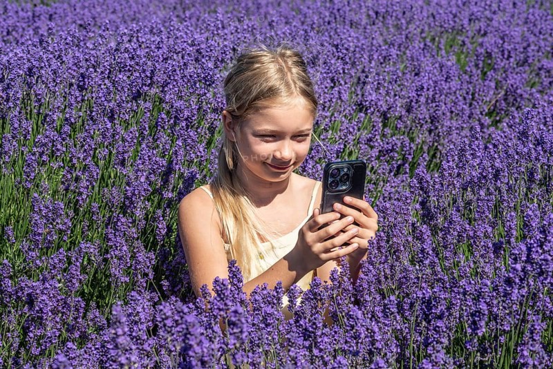 Blonde girl, 9 years old, photographing blooming lavender with a mobile phone in Köpingebro, Ystad Municipality, Skåne County, Sweden, Scandinavia