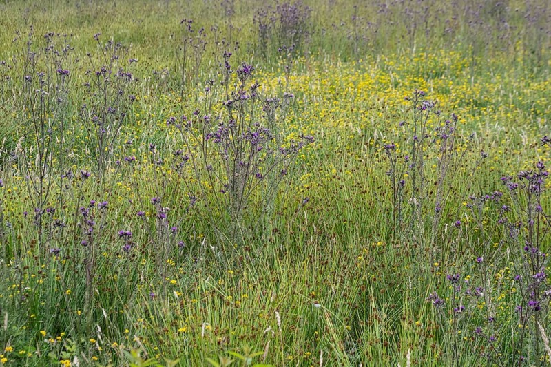 Meadow with thistles (Cirsium), Emsland, Lower Saxony, Germany